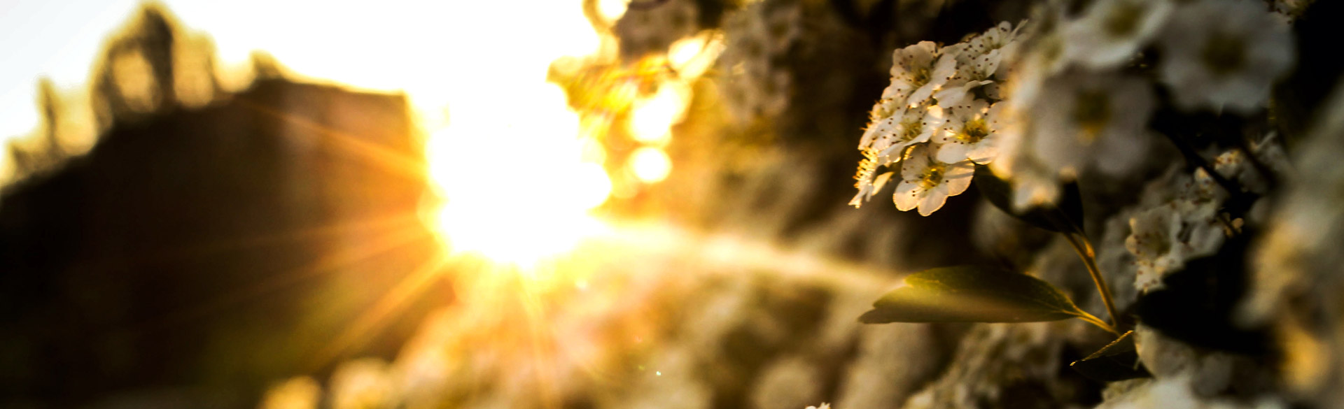 Sunrise Agro Inc
